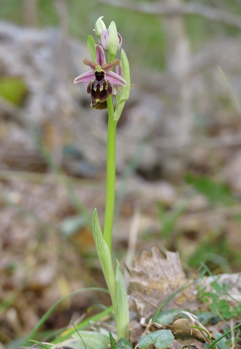 Ophrys exaltata subsp. montis-leonis e forme di variabilit nel Lazio, marzo e aprile 2018